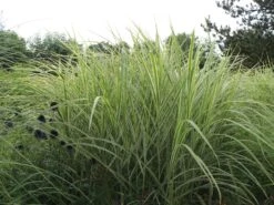 Weißgestreifter Chinaschilf 'Variegatus' 16 Weißgestreifter Chinaschilf 'Variegatus' -Günstiges Erd Seele Geschäft weissgestreifter chinaschilf variegatus m009083 w 5