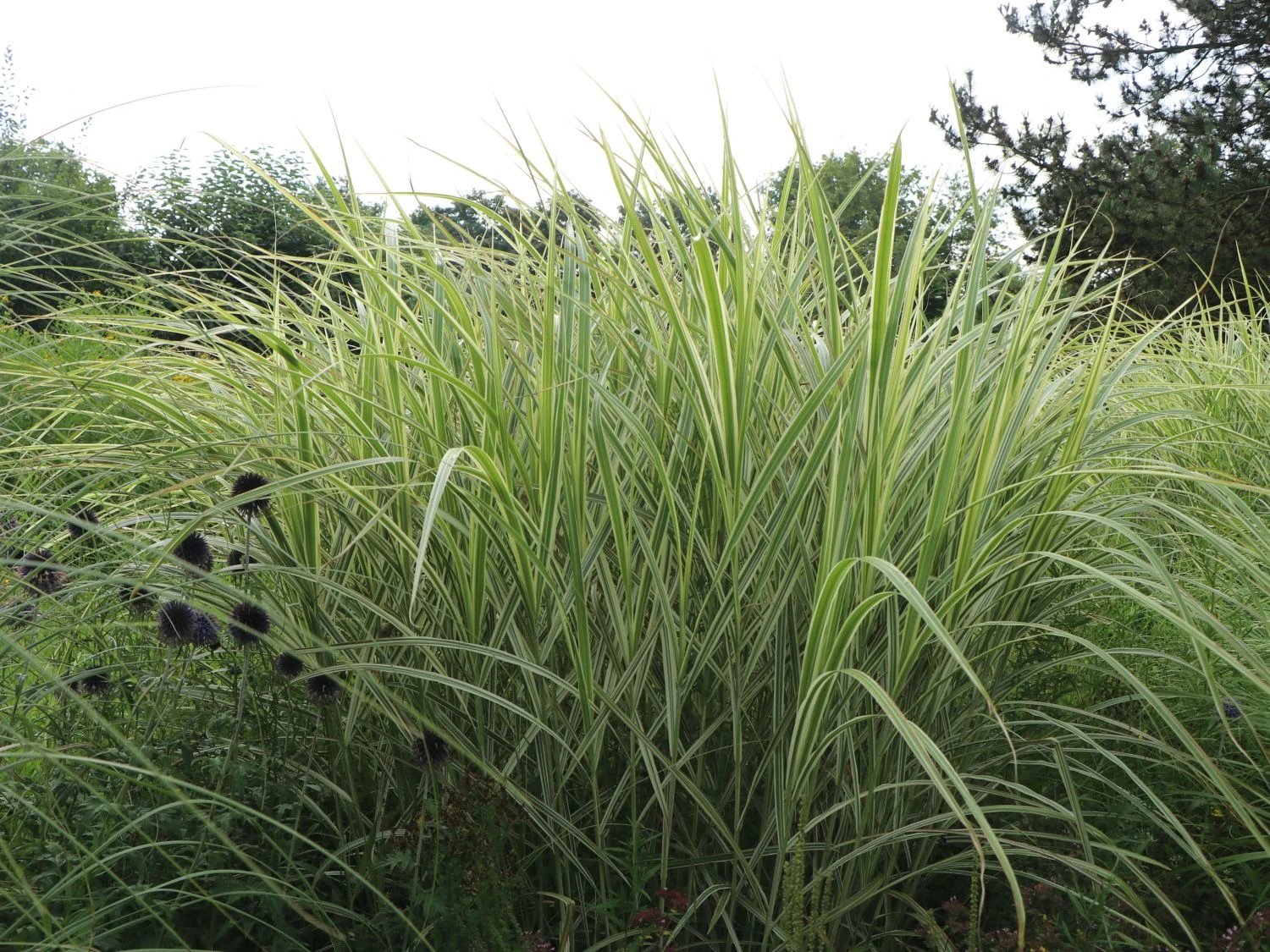 Weißgestreifter Chinaschilf 'Variegatus' 8 Weißgestreifter Chinaschilf 'Variegatus' – Bild 6