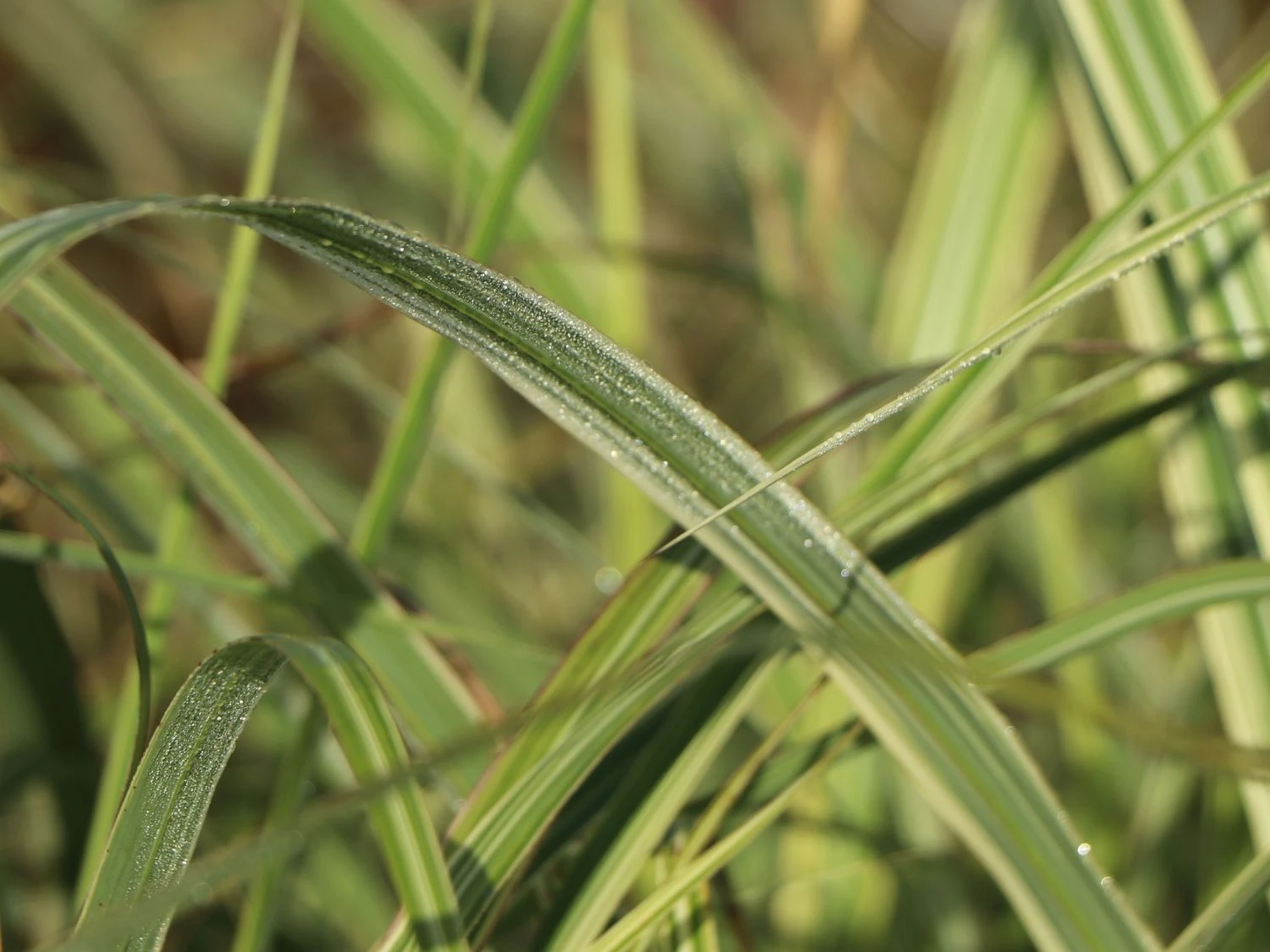 Weißgestreifter Chinaschilf 'Variegatus' 11 Weißgestreifter Chinaschilf 'Variegatus' – Bild 9