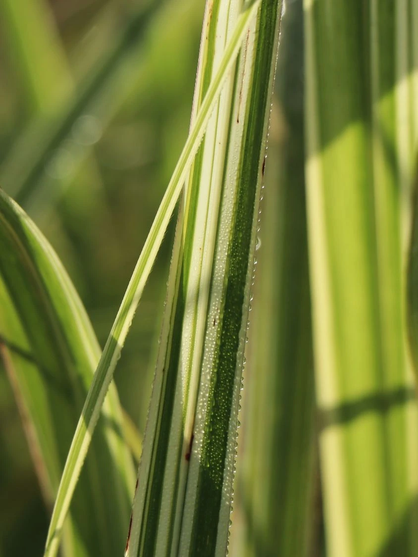 Weißgestreifter Chinaschilf 'Variegatus' 4 Weißgestreifter Chinaschilf 'Variegatus' – Bild 2