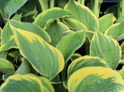 Gelbrand-Funkie 'Liberty' -Günstiges Erd Seele Geschäft weissrand funkie liberty m059027 w 0