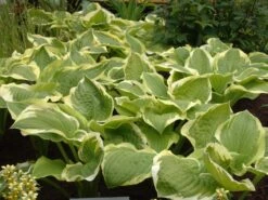 Weißrandige Funkie 'Shade Fanfare' -Günstiges Erd Seele Geschäft weissrandige funkie shade fanfare m059050 w 0