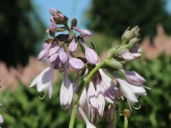 Weißrandige Funkie 'Shade Fanfare' -Günstiges Erd Seele Geschäft weissrandige funkie shade fanfare m059050 w 1