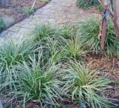 Weißrandige Segge / Japan-Segge 'Icedance' -Günstiges Erd Seele Geschäft weissrandige segge japan segge icedance m054252 751854 0 1