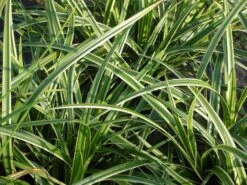 Weißrandige Segge / Japan-Segge 'Icedance' -Günstiges Erd Seele Geschäft weissrandige segge japan segge icedance m054252 w 1