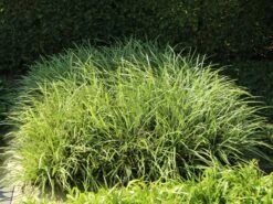 Weißrandige Segge / Japan-Segge 'Icedance' -Günstiges Erd Seele Geschäft weissrandige segge japan segge icedance m054252 w 2