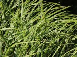 Weißrandige Segge / Japan-Segge 'Icedance' -Günstiges Erd Seele Geschäft weissrandige segge japan segge icedance m054252 w 3