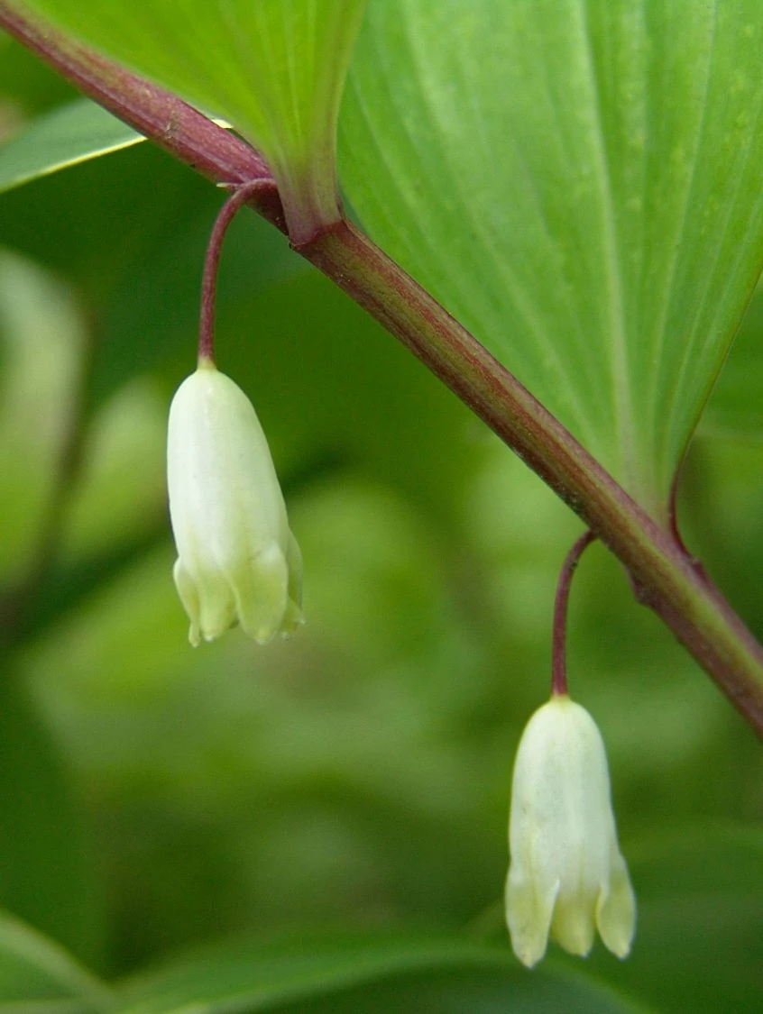 Weißrandiges Salomonssiegel 'Variegatum' 7 Weißrandiges Salomonssiegel 'Variegatum' – Bild 5