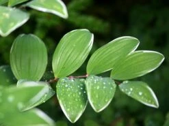 Weißrandiges Salomonssiegel 'Variegatum' 12 Weißrandiges Salomonssiegel 'Variegatum' -Günstiges Erd Seele Geschäft weissrandiges salomonssiegel variegatum m078819 w 1