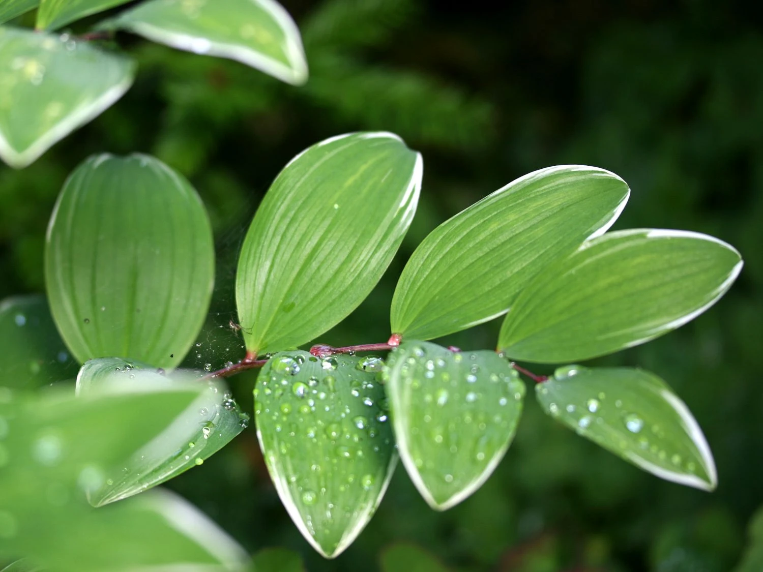Weißrandiges Salomonssiegel 'Variegatum' 6 Weißrandiges Salomonssiegel 'Variegatum' – Bild 4