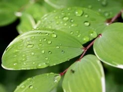 Weißrandiges Salomonssiegel 'Variegatum' 15 Weißrandiges Salomonssiegel 'Variegatum' -Günstiges Erd Seele Geschäft weissrandiges salomonssiegel variegatum m078819 w 2