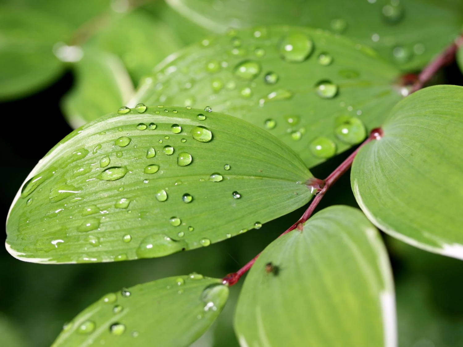 Weißrandiges Salomonssiegel 'Variegatum' 9 Weißrandiges Salomonssiegel 'Variegatum' – Bild 7