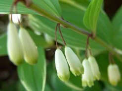 Weißrandiges Salomonssiegel 'Variegatum' 14 Weißrandiges Salomonssiegel 'Variegatum' -Günstiges Erd Seele Geschäft weissrandiges salomonssiegel variegatum m078819 w 3