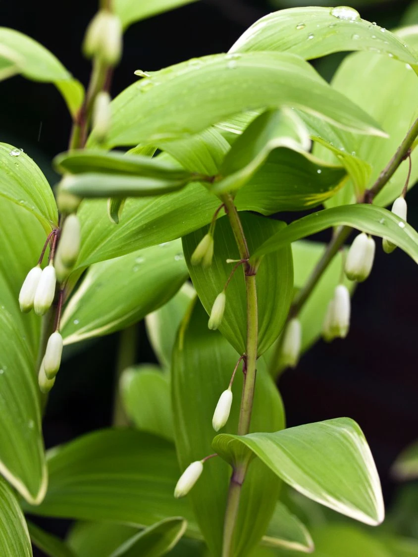 Weißrandiges Salomonssiegel 'Variegatum' 5 Weißrandiges Salomonssiegel 'Variegatum' – Bild 3