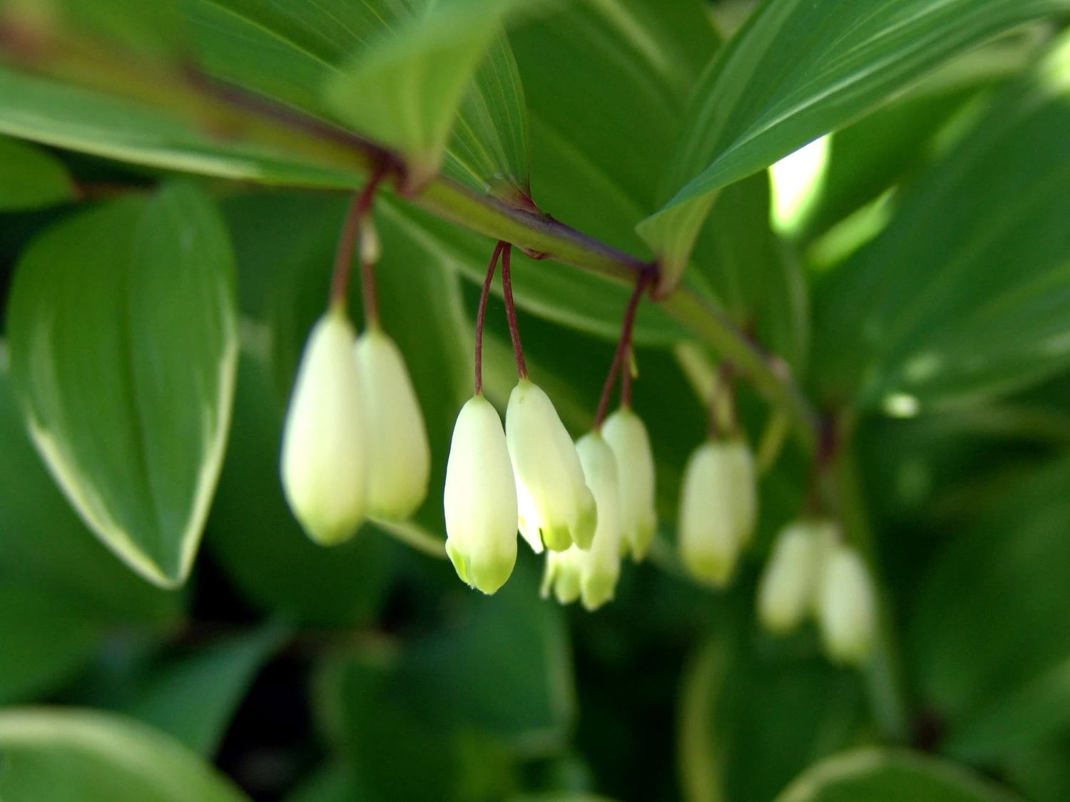 Weißrandiges Salomonssiegel 'Variegatum' 4 Weißrandiges Salomonssiegel 'Variegatum' – Bild 2