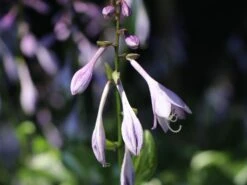 Wellblatt-Funkie 'Mediovariegata' -Günstiges Erd Seele Geschäft wellblatt funkie mediovariegata m059091 w 1