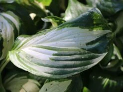 Wellblatt-Funkie 'Mediovariegata' -Günstiges Erd Seele Geschäft wellblatt funkie mediovariegata m059091 w 2