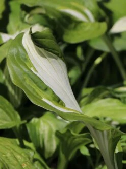 Wellblatt-Funkie 'Mediovariegata' -Günstiges Erd Seele Geschäft wellblatt funkie mediovariegata m059091 w 3