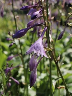 Wellblatt-Funkie 'Mediovariegata' -Günstiges Erd Seele Geschäft wellblatt funkie mediovariegata m059091 w 4