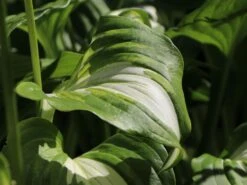 Wellblatt-Funkie 'Mediovariegata' -Günstiges Erd Seele Geschäft wellblatt funkie mediovariegata m059091 w 5