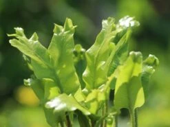 Welliger Hirschzungenfarn 'Crispa' 5 Welliger Hirschzungenfarn 'Crispa' -Günstiges Erd Seele Geschäft welliger hirschzungenfarn crispa m009163 w 0