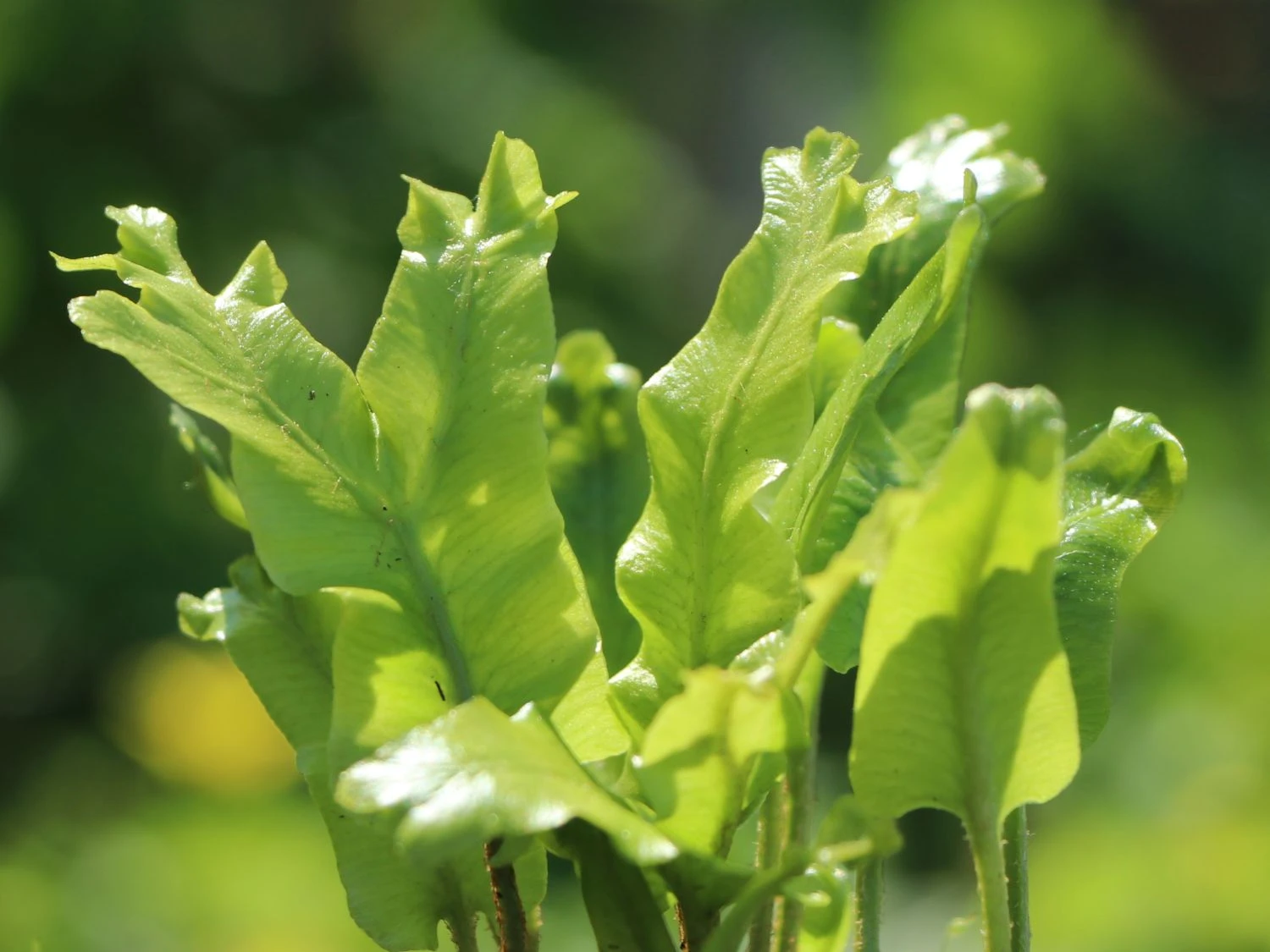 Welliger Hirschzungenfarn 'Crispa' 4 Welliger Hirschzungenfarn 'Crispa' – Bild 2