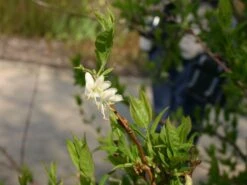 Winter-Heckenkirsche / Duft-Heckenkirsche