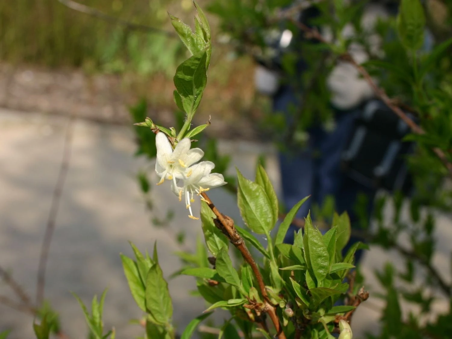 Winter-Heckenkirsche / Duft-Heckenkirsche 3 Winter-Heckenkirsche / Duft-Heckenkirsche