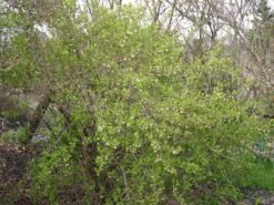 Neu eingetroffen -Günstiges Erd Seele Geschäft winter duft heckenkirsche m009831 w 0