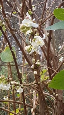 Winter-Heckenkirsche / Duft-Heckenkirsche 18 Winter-Heckenkirsche / Duft-Heckenkirsche -Günstiges Erd Seele Geschäft winter heckenkirsche duft heckenkirsche m009831 171685 1