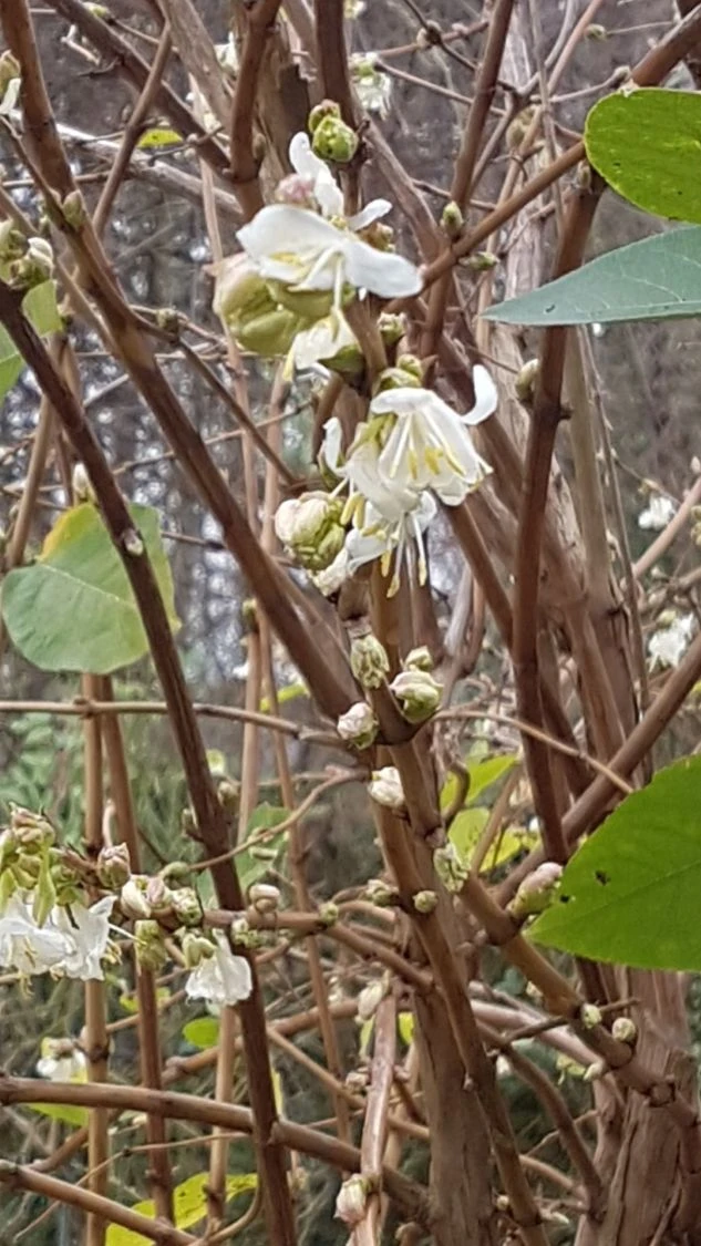 Winter-Heckenkirsche / Duft-Heckenkirsche 10 Winter-Heckenkirsche / Duft-Heckenkirsche – Bild 8