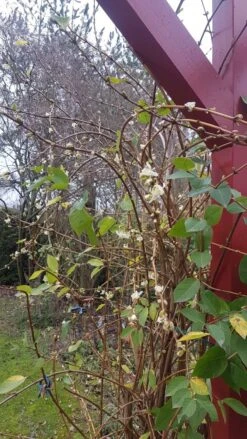 Winter-Heckenkirsche / Duft-Heckenkirsche 17 Winter-Heckenkirsche / Duft-Heckenkirsche -Günstiges Erd Seele Geschäft winter heckenkirsche duft heckenkirsche m009831 193676 0