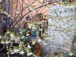 Winter-Heckenkirsche / Duft-Heckenkirsche 19 Winter-Heckenkirsche / Duft-Heckenkirsche -Günstiges Erd Seele Geschäft winter heckenkirsche duft heckenkirsche m009831 908807 0