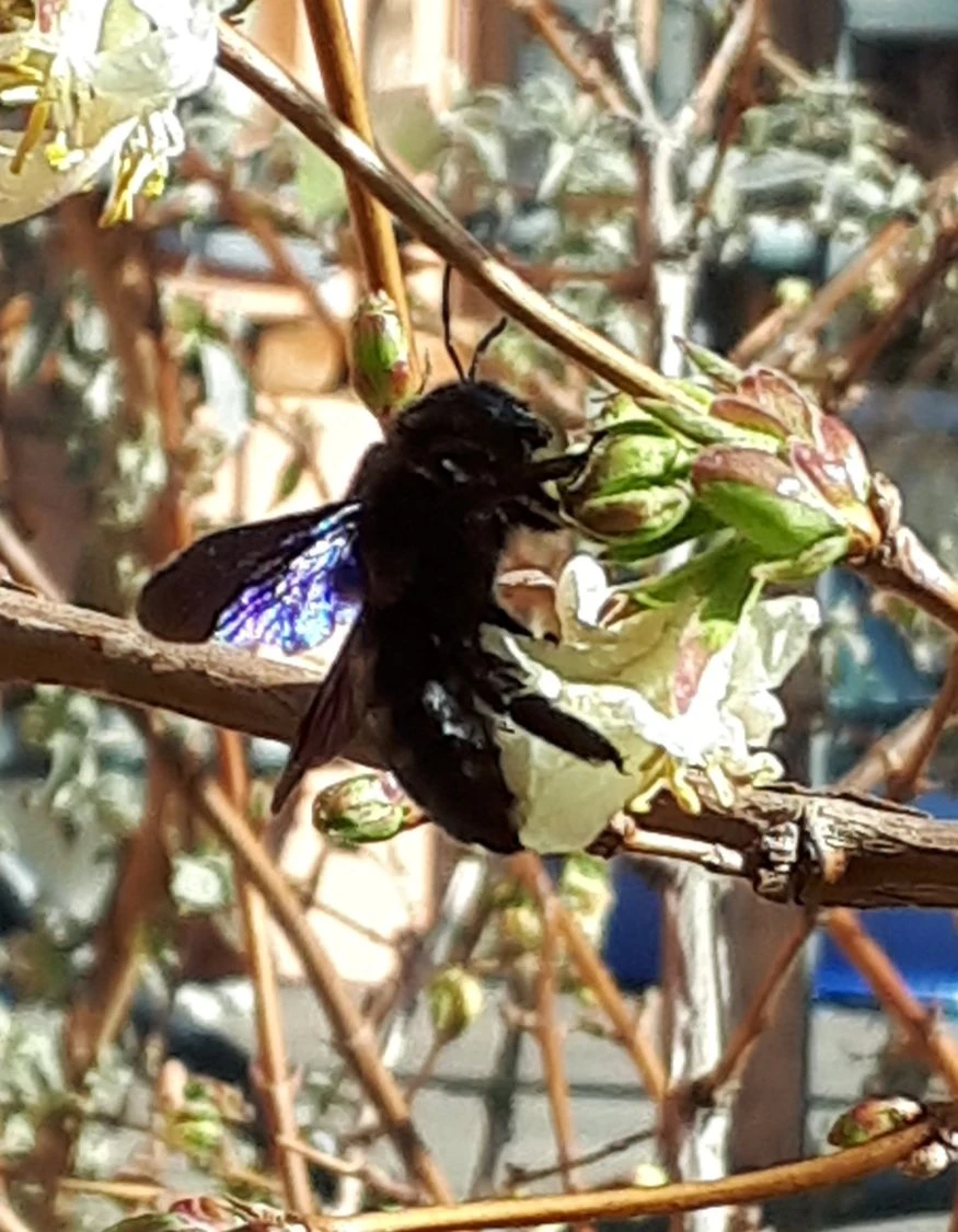 Winter-Heckenkirsche / Duft-Heckenkirsche 8 Winter-Heckenkirsche / Duft-Heckenkirsche – Bild 6