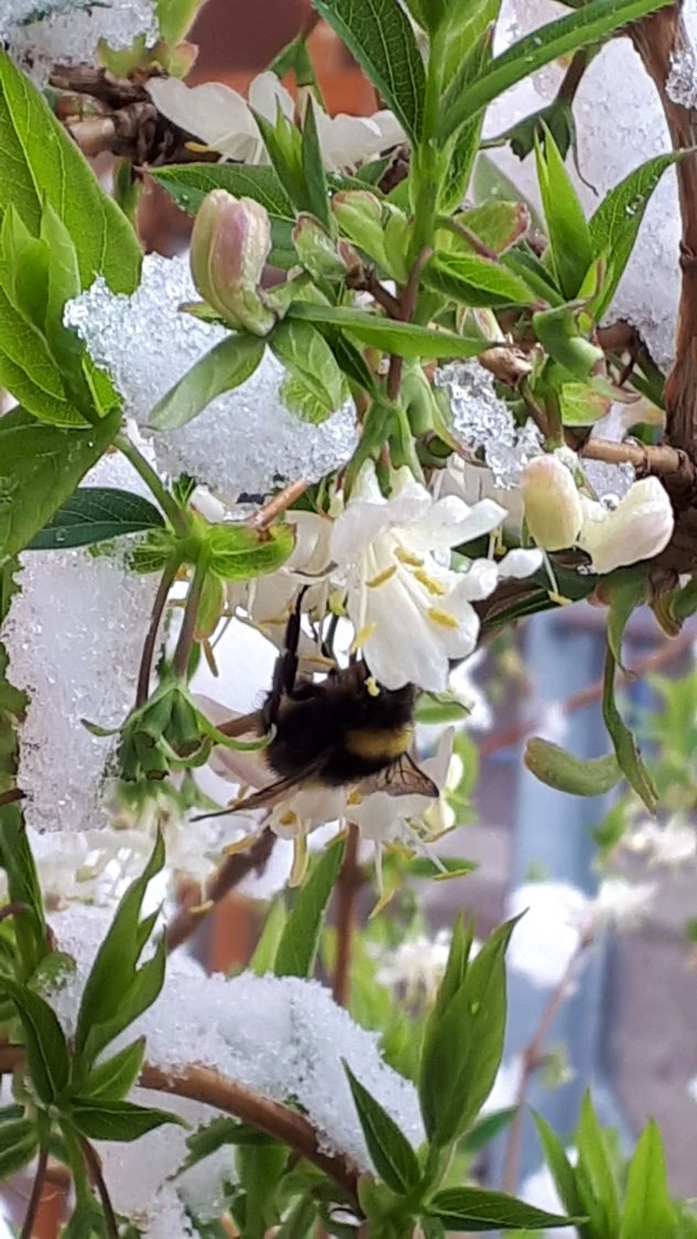 Winter-Heckenkirsche / Duft-Heckenkirsche 7 Winter-Heckenkirsche / Duft-Heckenkirsche – Bild 5