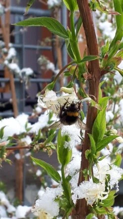 Winter-Heckenkirsche / Duft-Heckenkirsche 14 Winter-Heckenkirsche / Duft-Heckenkirsche -Günstiges Erd Seele Geschäft winter heckenkirsche duft heckenkirsche m009831 908807 3