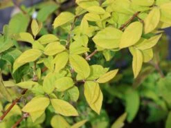 Winter-Heckenkirsche / Duft-Heckenkirsche 13 Winter-Heckenkirsche / Duft-Heckenkirsche -Günstiges Erd Seele Geschäft winter heckenkirsche duft heckenkirsche m009831 w 0