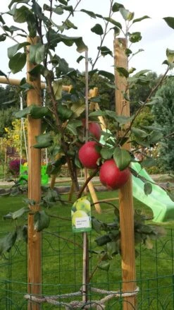 Winterapfel 'Schöner Aus Boskoop' 27 Winterapfel 'Schöner Aus Boskoop' -Günstiges Erd Seele Geschäft winterapfel boskoop bzw schoener von boskoop m004790 670970 0