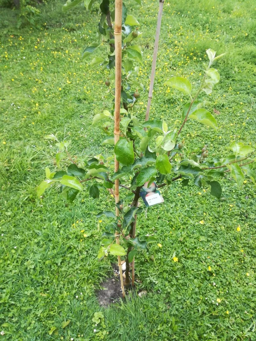 Winterapfel 'Schöner Aus Boskoop' 14 Winterapfel 'Schöner Aus Boskoop' – Bild 12