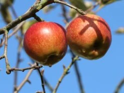 Winterapfel 'Schöner Aus Boskoop' 16 Winterapfel 'Schöner Aus Boskoop' -Günstiges Erd Seele Geschäft winterapfel boskoop bzw schoener von boskoop m004790 w 0
