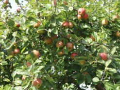 Winterapfel 'Schöner Aus Boskoop' 22 Winterapfel 'Schöner Aus Boskoop' -Günstiges Erd Seele Geschäft winterapfel boskoop bzw schoener von boskoop m004790 w 4