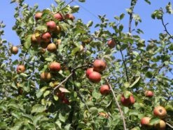 Winterapfel 'Schöner Aus Boskoop' 21 Winterapfel 'Schöner Aus Boskoop' -Günstiges Erd Seele Geschäft winterapfel boskoop bzw schoener von boskoop m004790 w 5