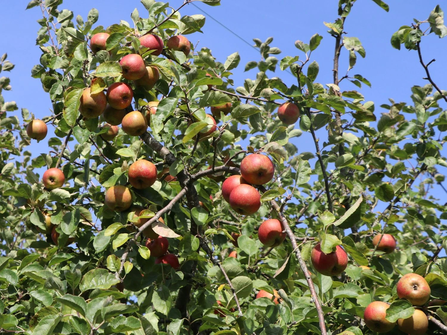 Winterapfel 'Schöner Aus Boskoop' 9 Winterapfel 'Schöner Aus Boskoop' – Bild 7