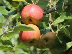 Winterapfel 'Schöner Aus Boskoop' 24 Winterapfel 'Schöner Aus Boskoop' -Günstiges Erd Seele Geschäft winterapfel boskoop bzw schoener von boskoop m004790 w 6