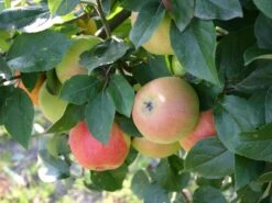 Winterapfel 'Goldparmäne' -Günstiges Erd Seele Geschäft winterapfel goldparmaene m004848 w 0