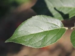 Winterapfel 'Goldparmäne' -Günstiges Erd Seele Geschäft winterapfel goldparmaene m004848 w 3