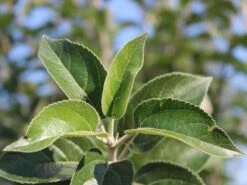 Winterapfel 'Goldparmäne' -Günstiges Erd Seele Geschäft winterapfel goldparmaene m004848 w 4