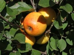 Winterapfel 'Goldparmäne' -Günstiges Erd Seele Geschäft winterapfel goldparmaene m004848 w 5