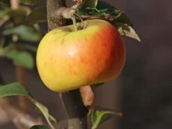 Winterapfel 'Goldparmäne' -Günstiges Erd Seele Geschäft winterapfel goldparmaene m004848 w 7