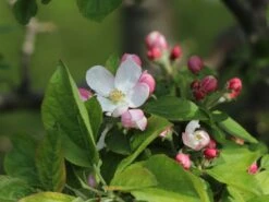 Winterapfel 'Goldparmäne' -Günstiges Erd Seele Geschäft winterapfel goldparmaene m004848 w 8